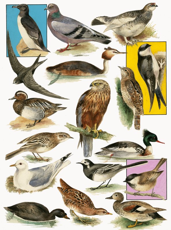 Aves britânicas de English School