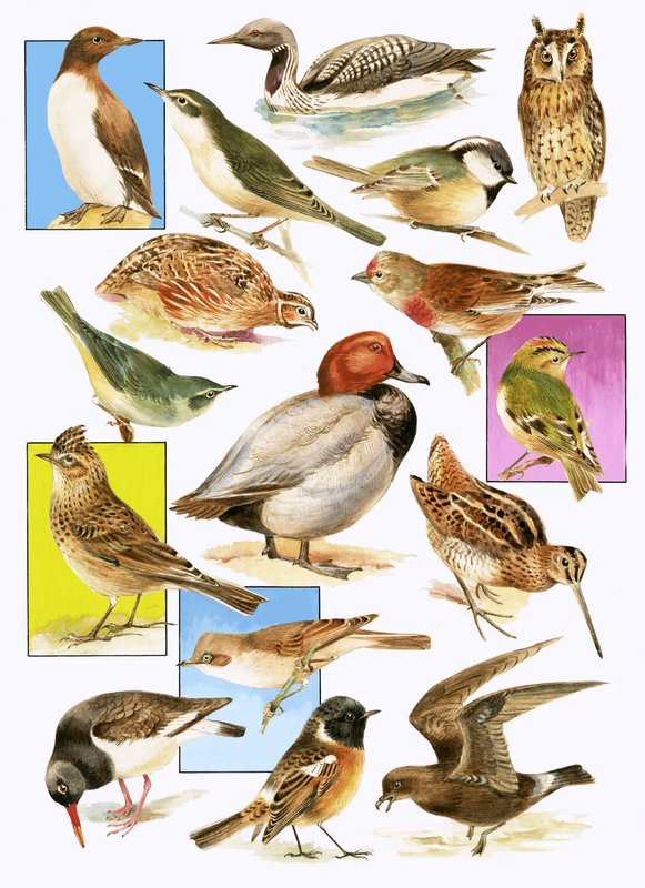 Aves britânicas de English School