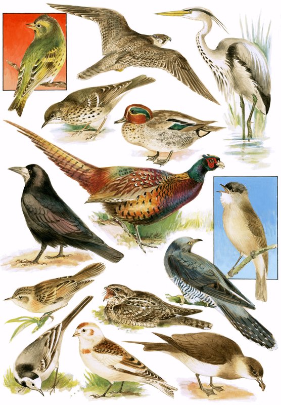 Aves britânicas de English School