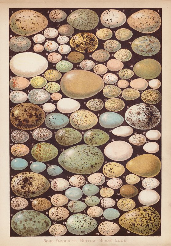 Ovos de aves britânicas (chromolitho) de English School