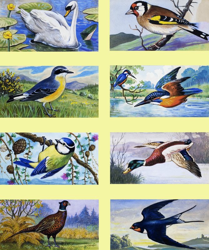 Montagem de aves britânicas de English School