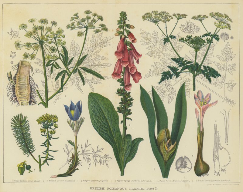 Plantas venenosas britânicas (cor litho) de English School