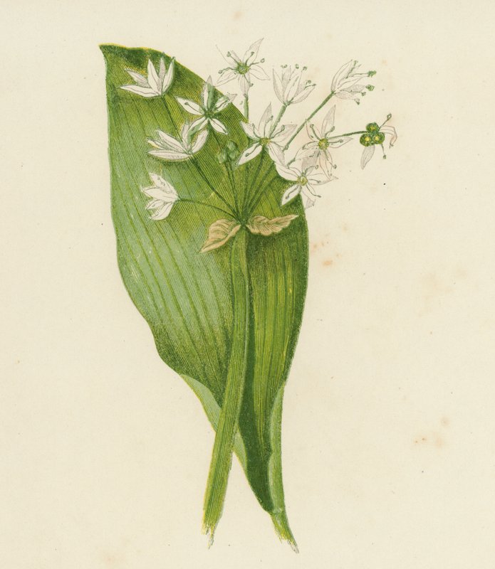 Alho de folha larga; ou, Ransoms, Allium Ursinum (litografia a cores) de English School