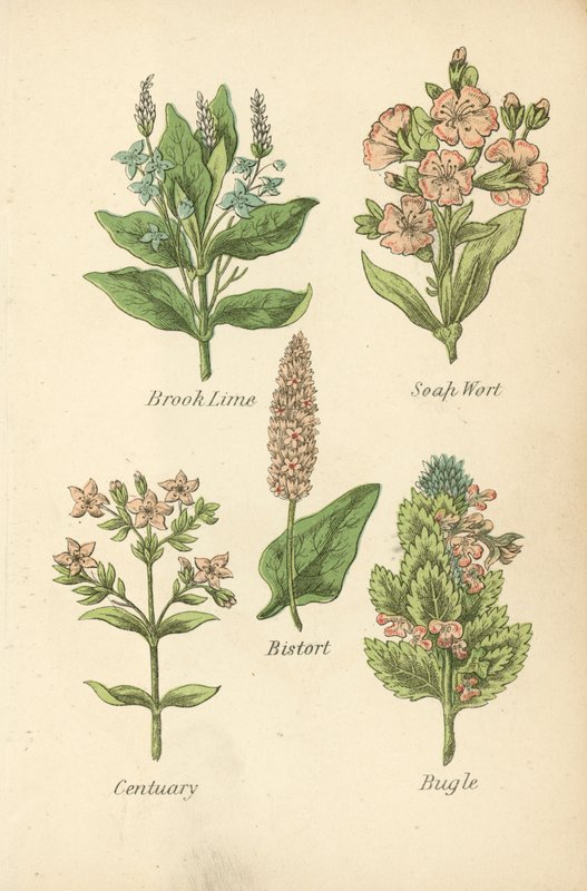 Tília de ribeiro, Mosto de sabão, Bistort, Centuary, Bugle (litografia a cores) de English School