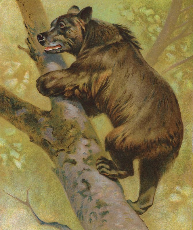 Urso castanho (litografia a cores) de English School