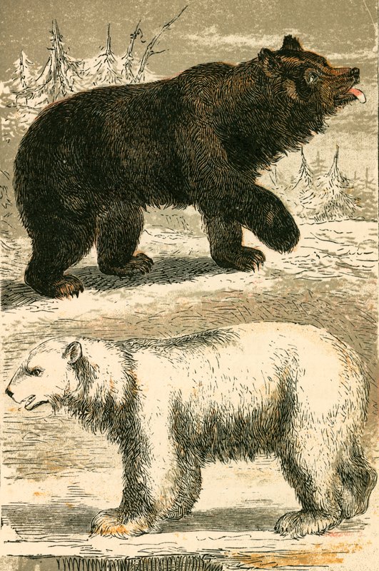 Urso Marrom e Urso Polar de English School