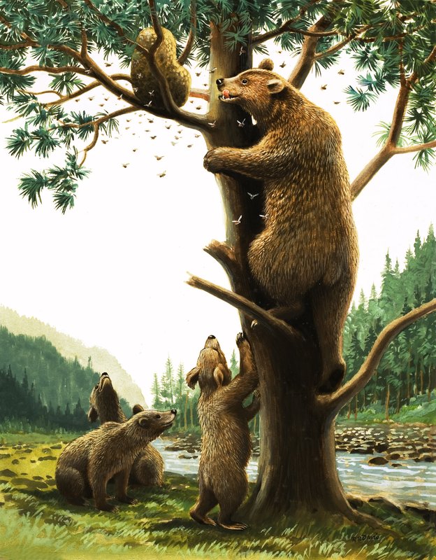 Urso castanho trepa a uma árvore, atraído pelo mel (guache sobre papel) de English School