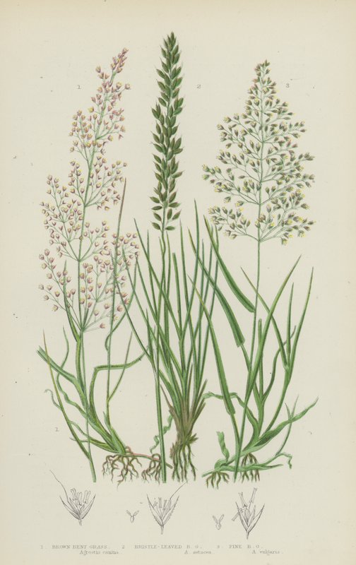 Erva Dobrada Castanha, Erva Dobrada de Cardo, Erva Dobrada Fina (cor litho) de English School