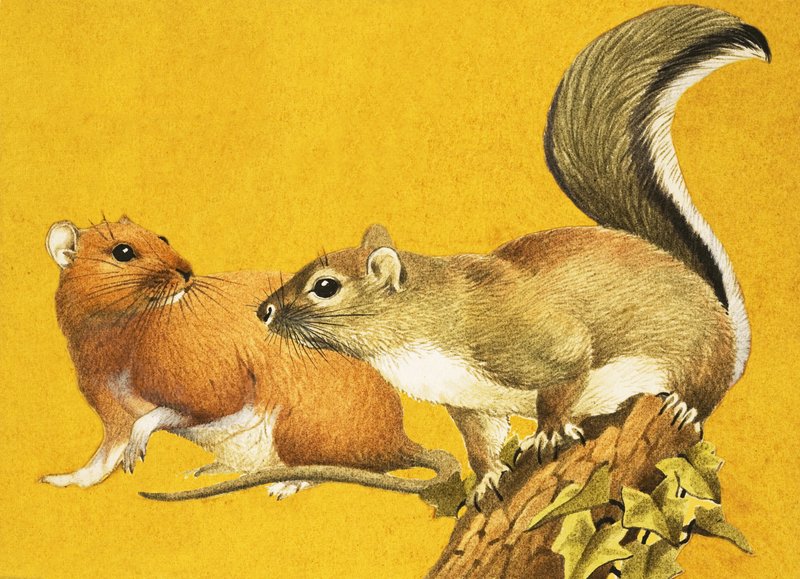 Rato-marrom e esquilo-cinzento de English School