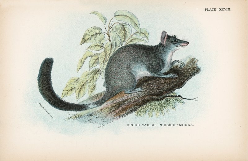 Rato-rato com rabo de escova de English School