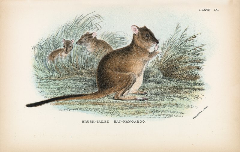 Rato-Canguru-de-cauda-pincelada de English School