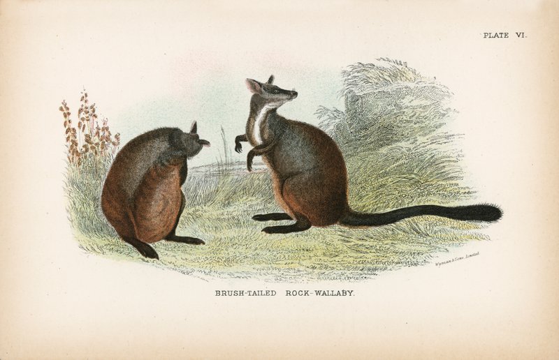 Wallaby de rocha com cauda de escova de English School
