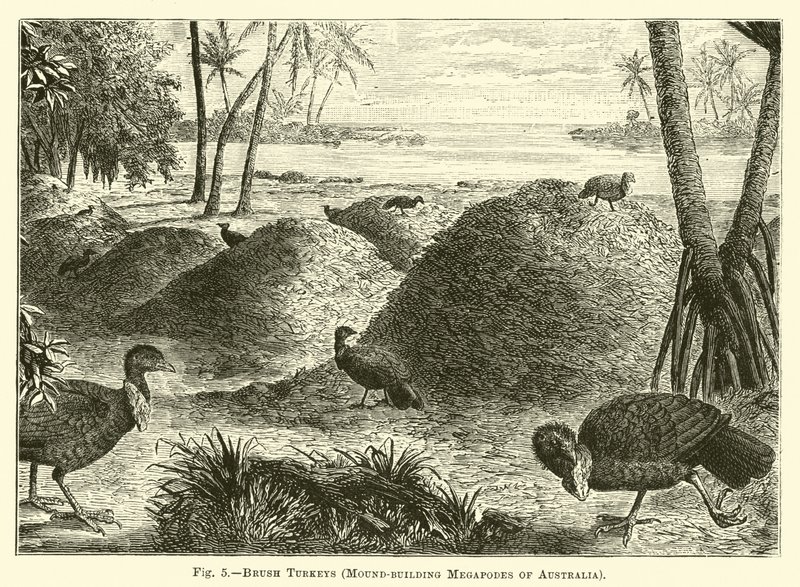 Escova de perus, Megapodes Mound-edifício da Austrália de English School