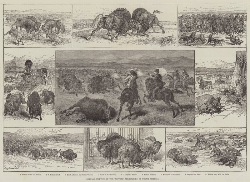Caça ao Búfalo nos Territórios Ocidentais da América do Norte (gravura) de English School