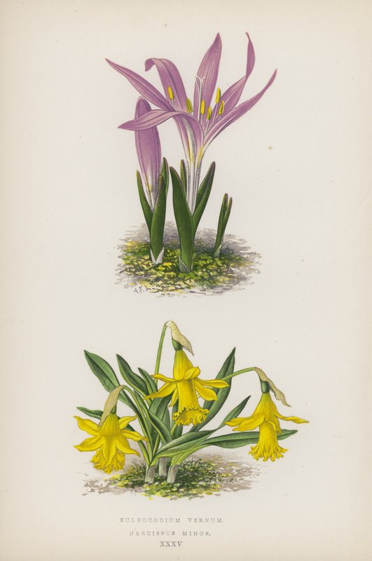 Bulbocodium Vernum; Narcissus Minor (litografia a cores) de English School