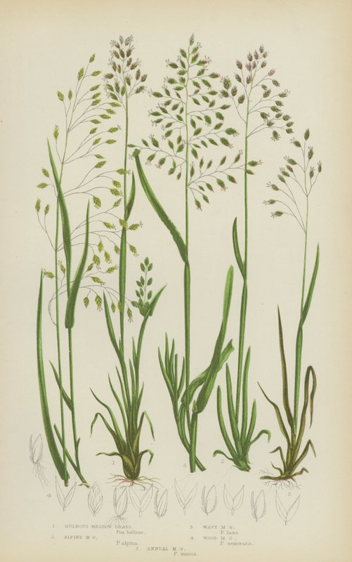 Relva Bulbous Meadow Grass, Alpine Meadow Grass, Wavy Meadow Grass, Wood Meadow Grass, Annual Meadow Grass (cor litho) de English School