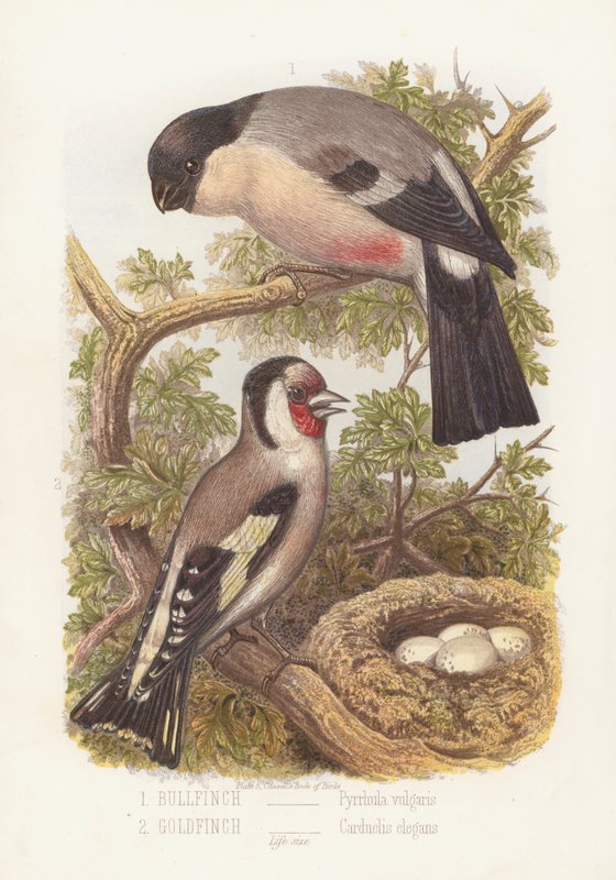 Touro, Pyrrhula Vulgaris e Goldfinch, Carduelis Elegans (cor litho) de English School