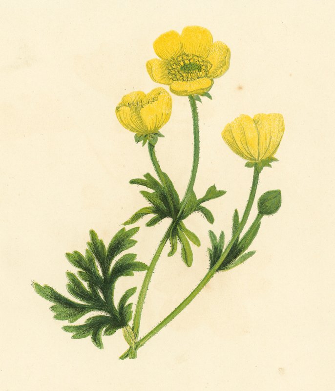 Ranúnculo, Ranunculus Bulbosus (cor litho) de English School