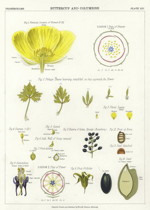 Buttercup e Columbine de English School