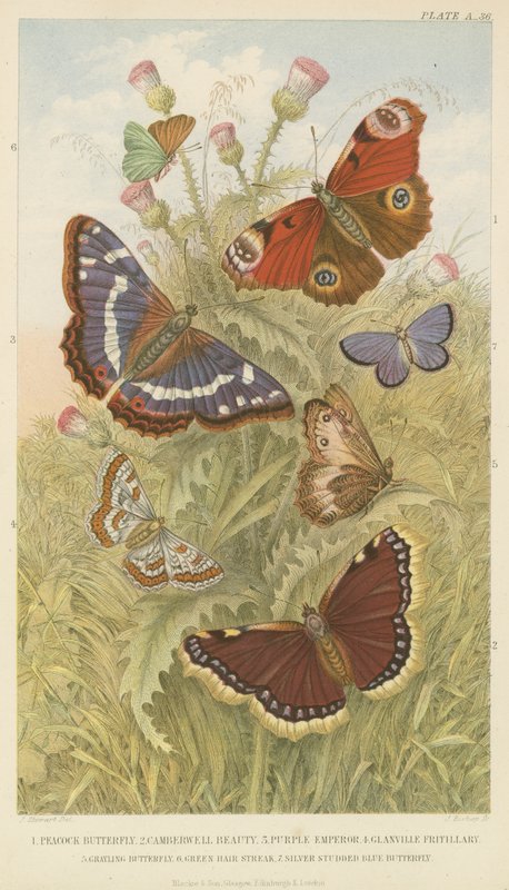 Borboletas (gravura colorida) de English School