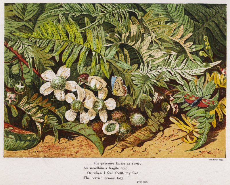 Borboletas, samambaias e flores (gravura colorida) de English School