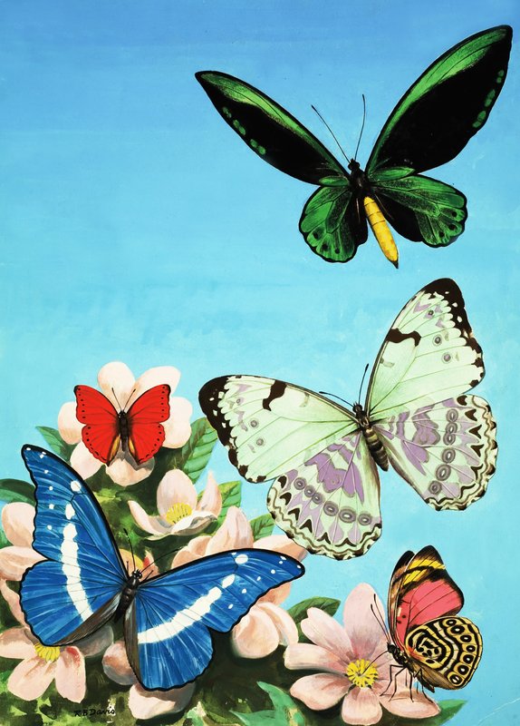 Montagem de borboletas de English School