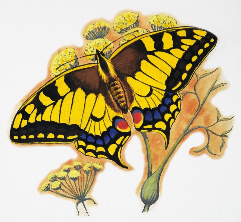 Borboleta de English School