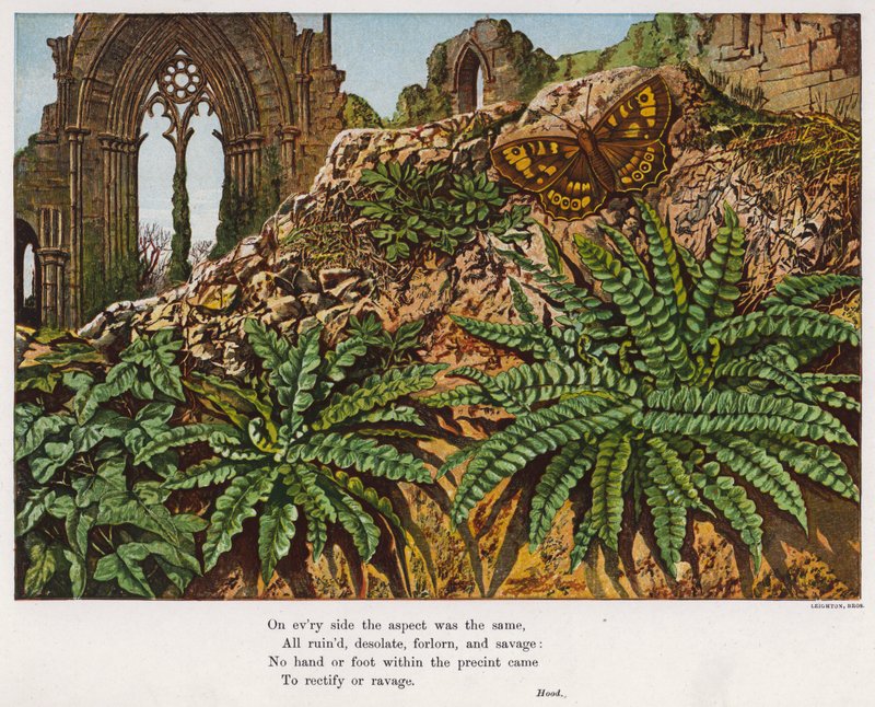 Borboleta e fetos no meio das ruínas de uma abadia (gravura colorida) de English School