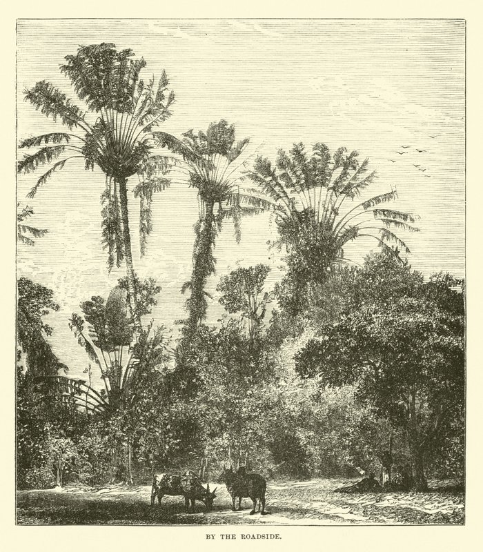 À beira da estrada de English School