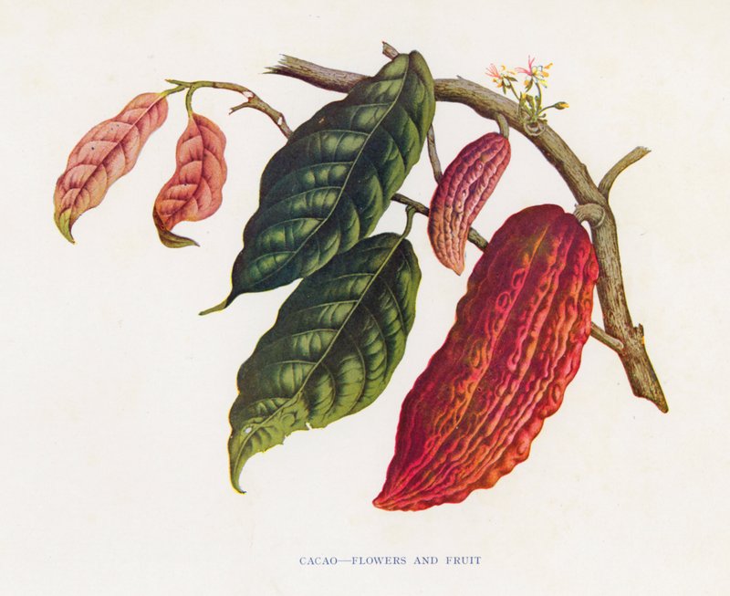 Cacau, flores e frutos (litografia a cores) de English School
