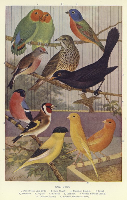Pássaros gaiola de English School