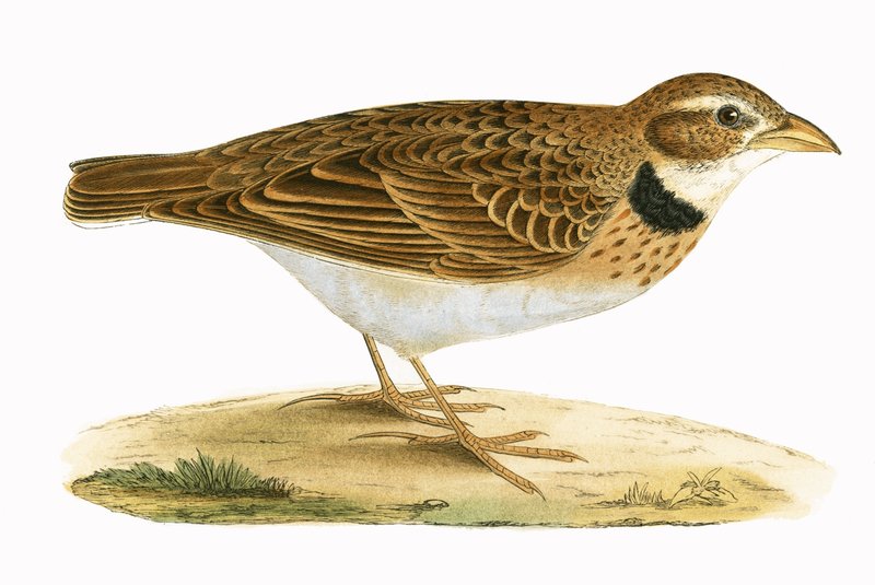 Calandra Lark, ilustração de "Uma História das Aves da Europa Não Observadas nas Ilhas Britânicas", de Charles Robert Bree (1811-1886), publicada em 1867 de English School