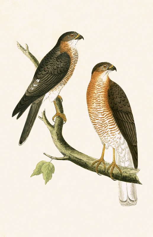 Calcutá Sparrow Hawk, ilustração de "Uma História das Aves da Europa Não Observadas nas Ilhas Britânicas", de Charles Robert Bree (1811-1886), publicado em 1867 de English School