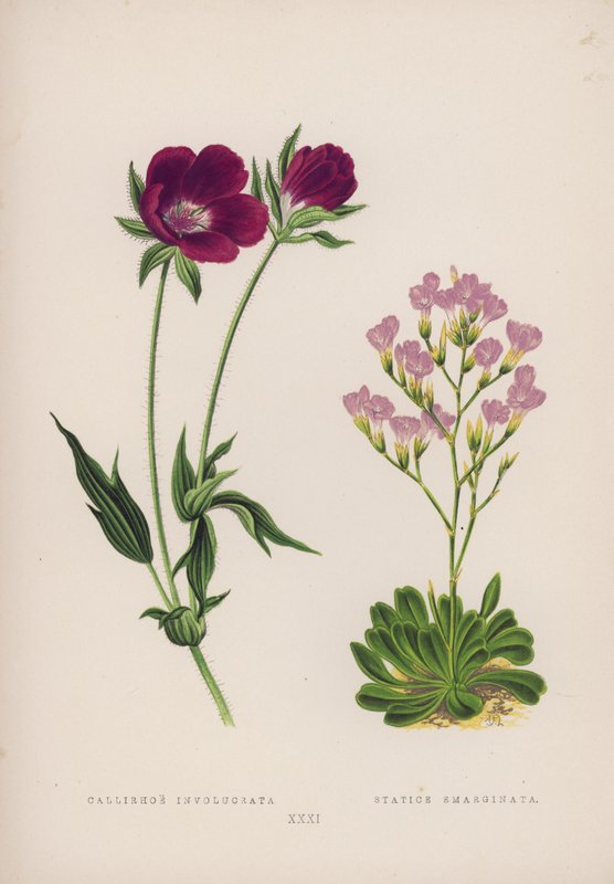 Callirhoe Involucrata; Statice Emarginata (cor litho) de English School