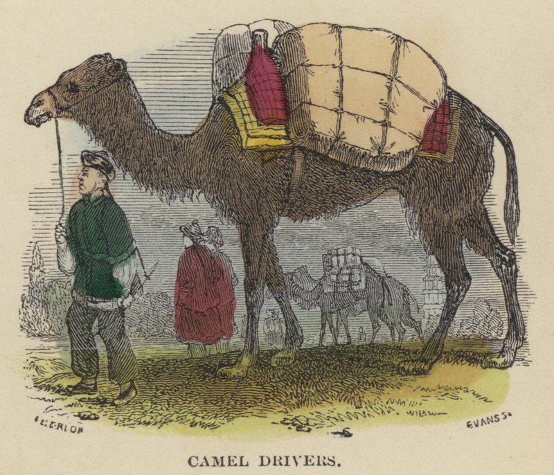 Camel Drivers (gravação a cores) de English School