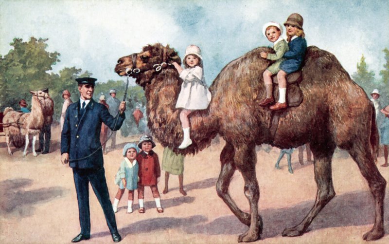 Camelo carregando crianças, Jardim Zoológico de Londres (cor litho) de English School