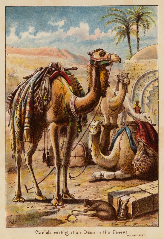 Camelos a descansar num oásis no deserto (litografia a cores) de English School