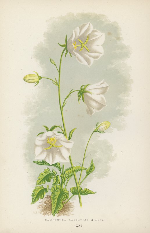 Campanula Carpatica B Alba (cor litho) de English School