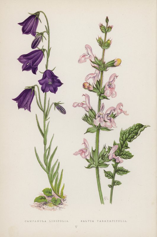 Campanula Linifolia; Salvia Taraxacifolia (cor litho) de English School