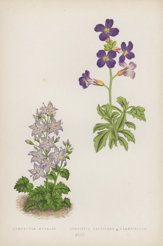 Campanula Muralis; Aubrietia Deltoidea B Grandiflora (cor litho) de English School