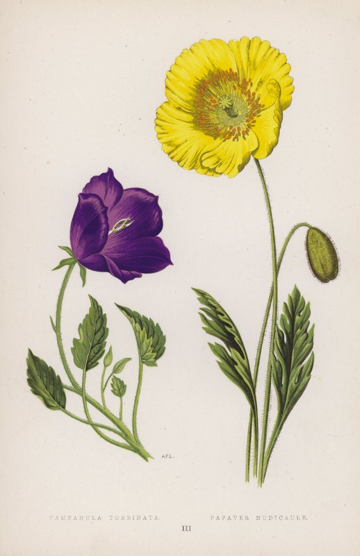 Campanula Turbinata; Papaver Nudicaule (cor litho) de English School