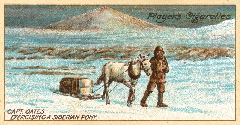 Capitão Oates Exercitando um Pónei Siberiano (chromolitho) de English School