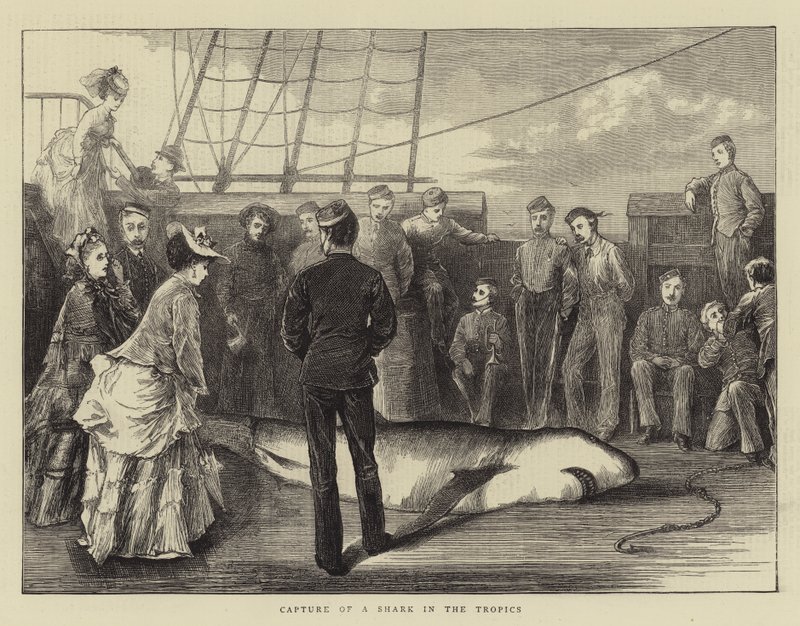 Captura de um tubarão nos trópicos (gravura) de English School