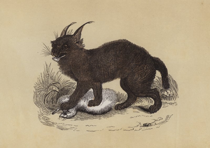 Caracal (litografia a cores) de English School
