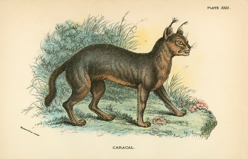 caracal de English School