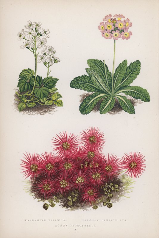 Cardamine Trifolia; Primula Denticulata; Acaena Microphylla (litografia colorida) de English School
