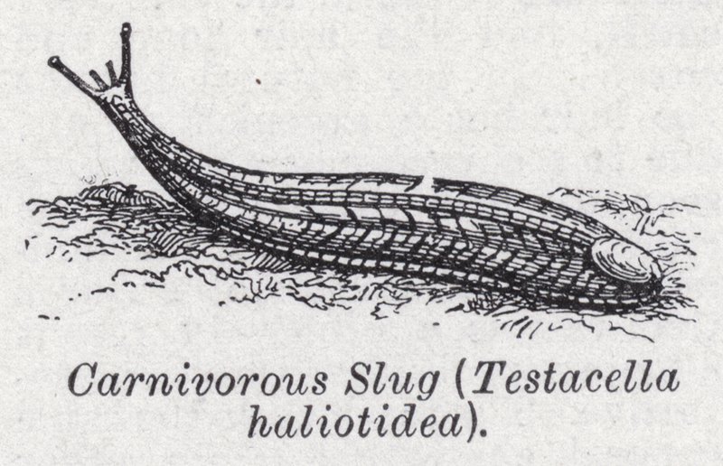 lesma carnívora, Testacella haliotidea (litho) de English School