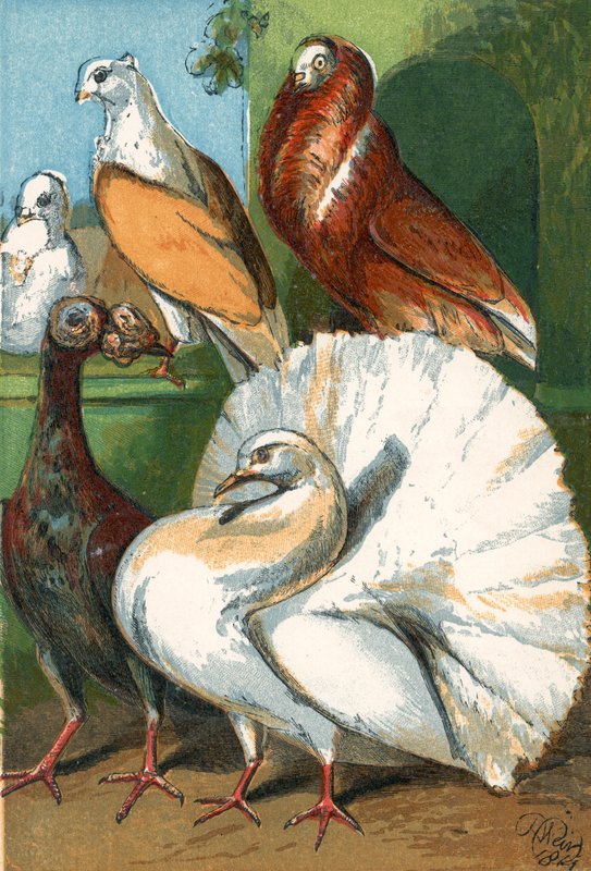 Carrier, fantail e pombos extravagantes de English School
