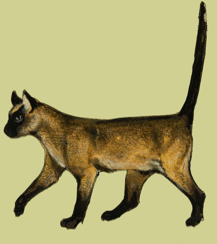 Gato de English School