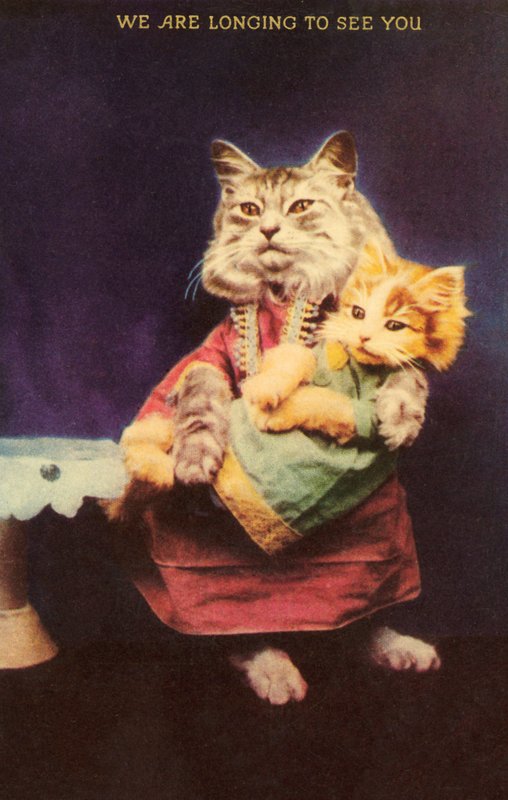 Gato e gatinho (cor litho) de English School